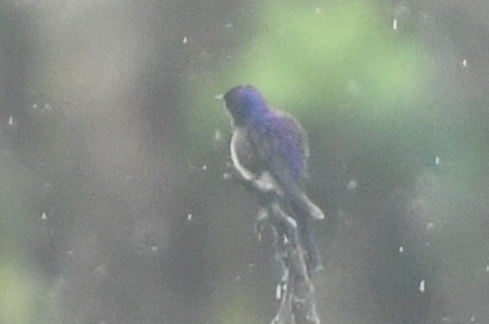 Purple-backed Thornbill (Ramphomicron microrhynchum), photo 3