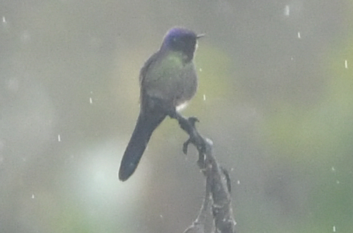 Purple-backed Thornbill (Ramphomicron microrhynchum), photo 2