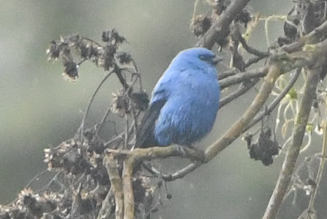Blue-and-black Tanager (Tangara vassorii), photo 2