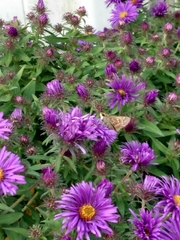 Atalopedes campestris