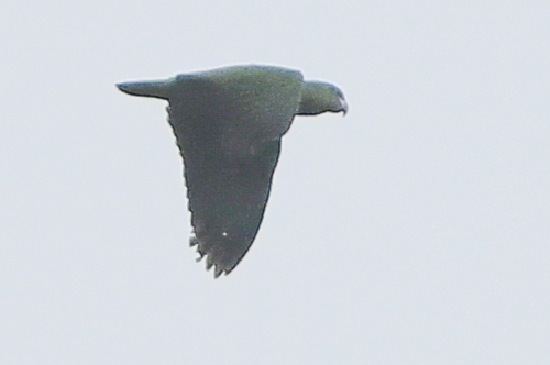 Scaly-naped Amazon (Amazona mercenarius), photo 10