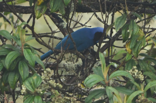 Black-collared Jay (Cyanolyca armillata), photo 6
