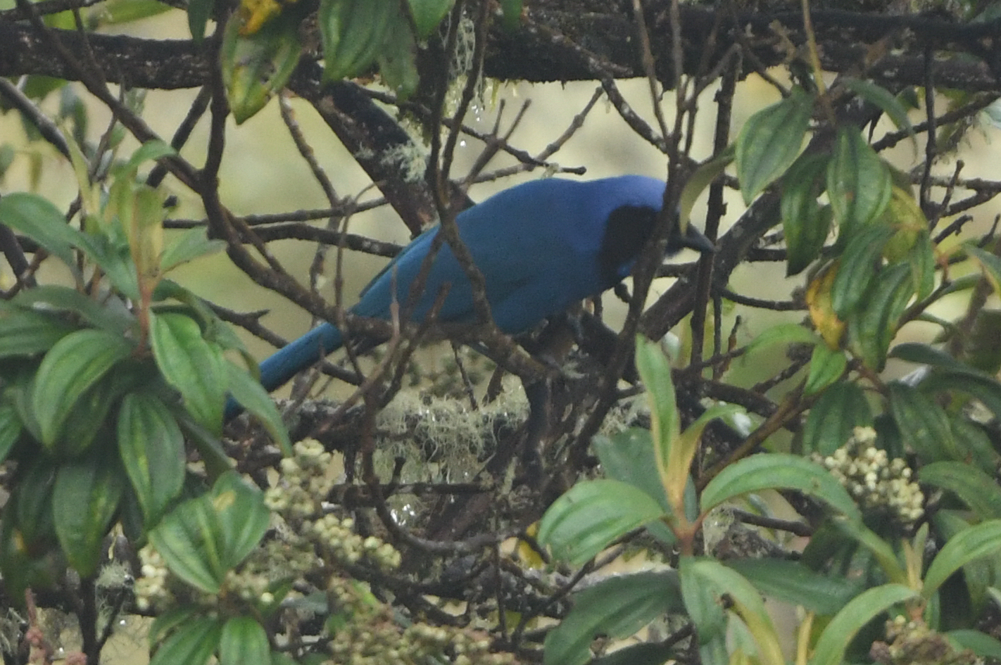 Black-collared Jay (Cyanolyca armillata), photo 9