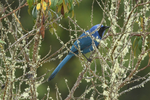 Black-collared Jay (Cyanolyca armillata), photo 5