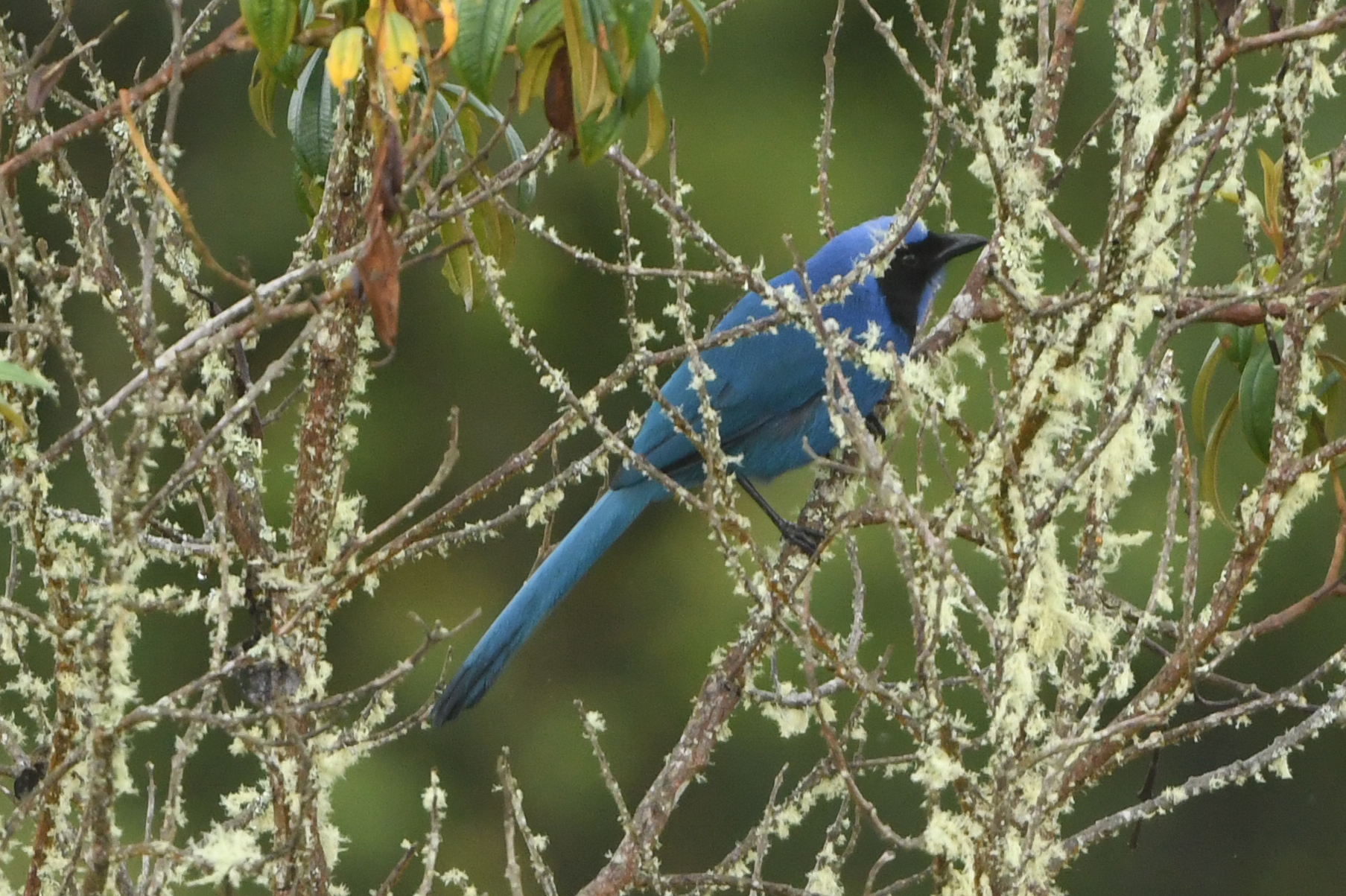 Black-collared Jay (Cyanolyca armillata), photo 8