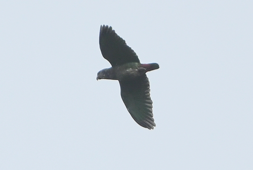 Speckle-faced Parrot (Pionus tumultuosus), photo 10