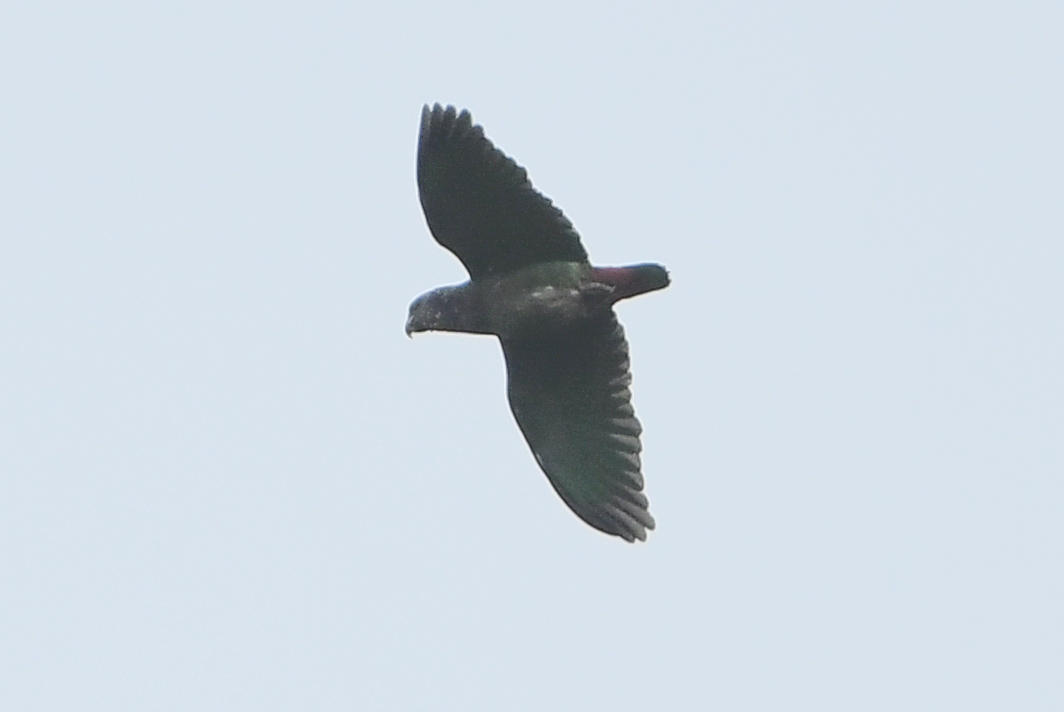 Speckle-faced Parrot (Pionus tumultuosus), photo 4