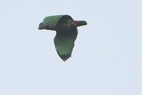 Speckle-faced Parrot (Pionus tumultuosus)