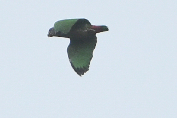 Speckle-faced Parrot (Pionus tumultuosus), photo 1