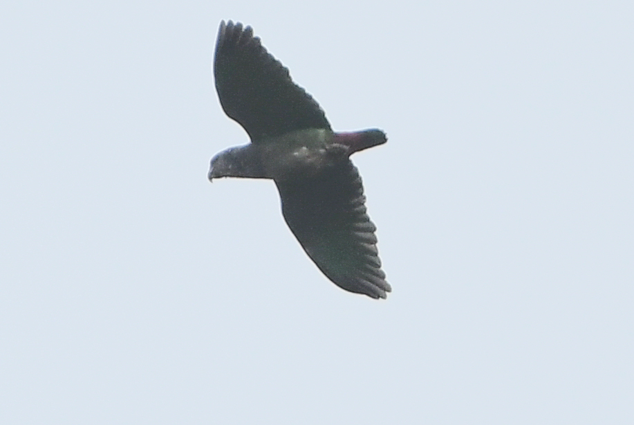 Speckle-faced Parrot (Pionus tumultuosus), photo 3