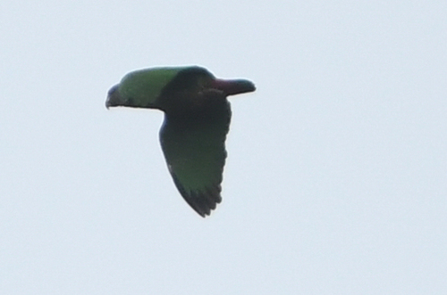 Speckle-faced Parrot (Pionus tumultuosus), photo 2