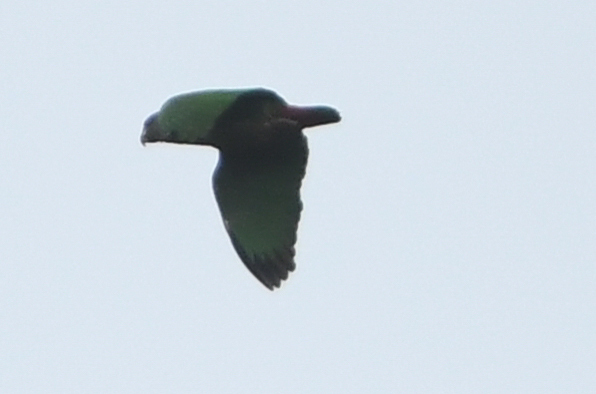 Speckle-faced Parrot (Pionus tumultuosus), photo 2