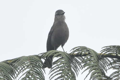 Smoky Bush Tyrant (Myiotheretes fumigatus), photo 5