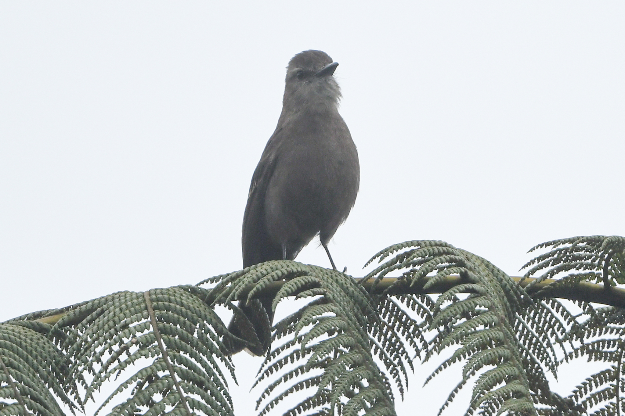 Smoky Bush Tyrant (Myiotheretes fumigatus), photo 5