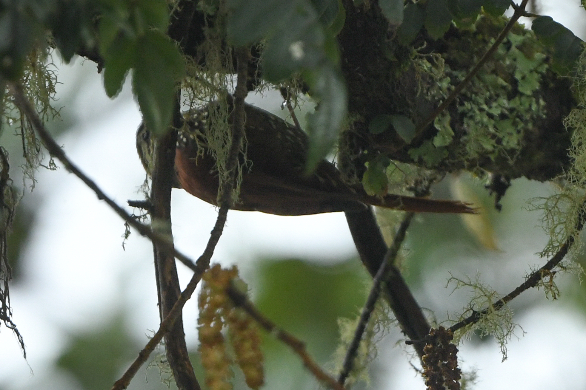 Pearled Treerunner (Margarornis squamiger), photo 10
