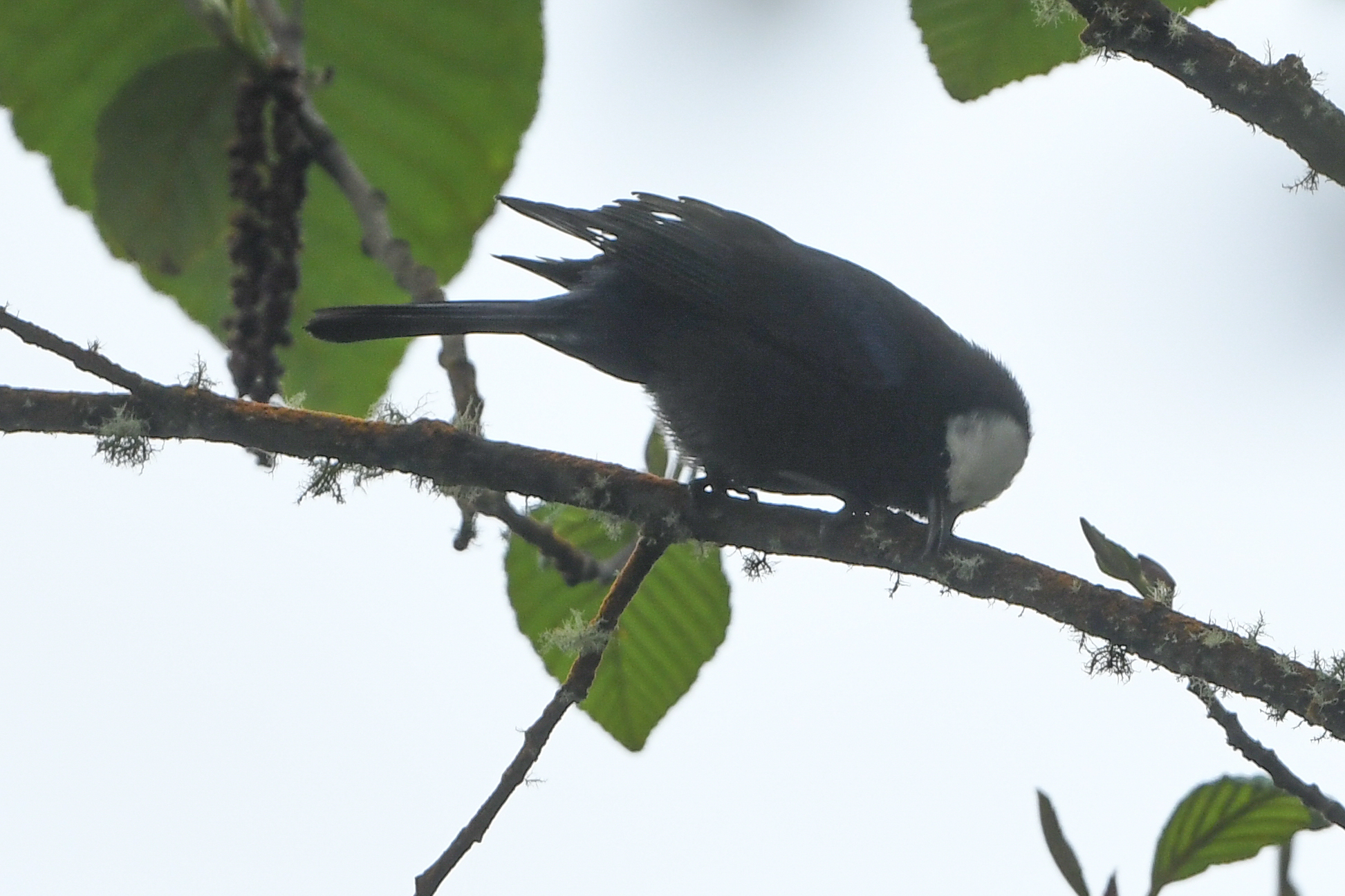 Capped Conebill (Conirostrum albifrons), photo 7