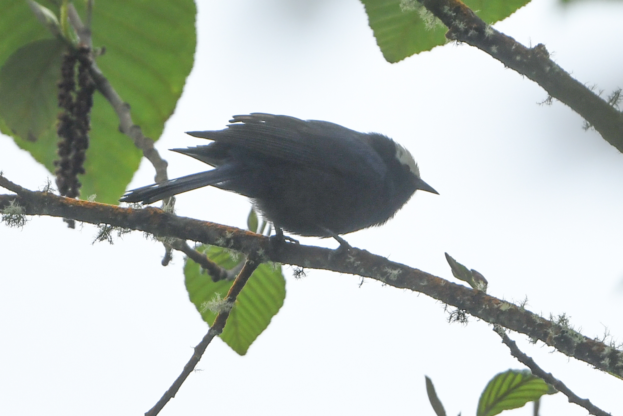 Capped Conebill (Conirostrum albifrons), photo 8