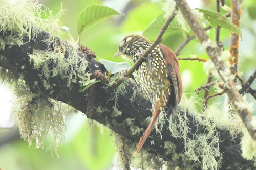 Pearled Treerunner (Margarornis squamiger), photo 6