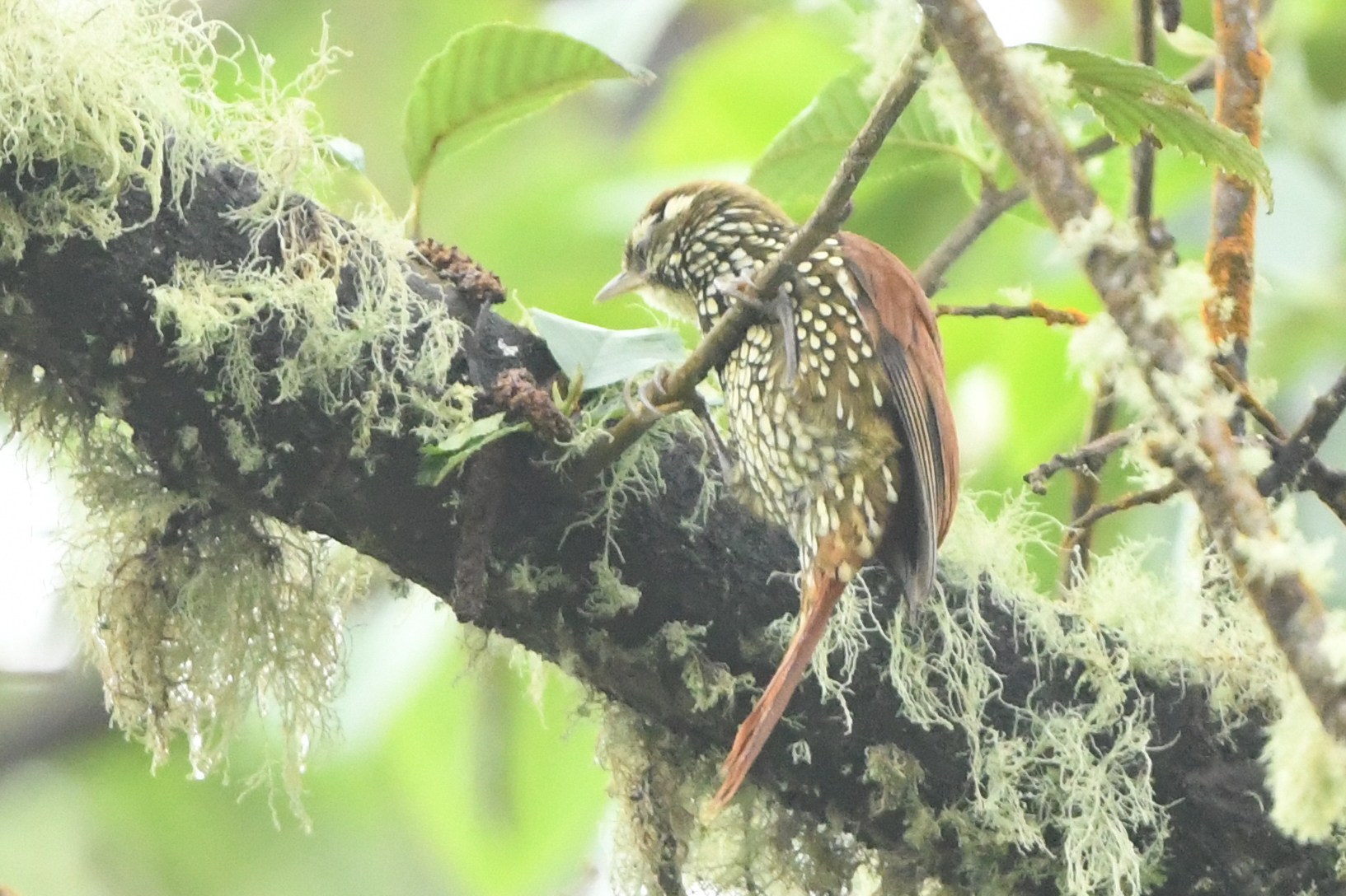 Pearled Treerunner (Margarornis squamiger), photo 7