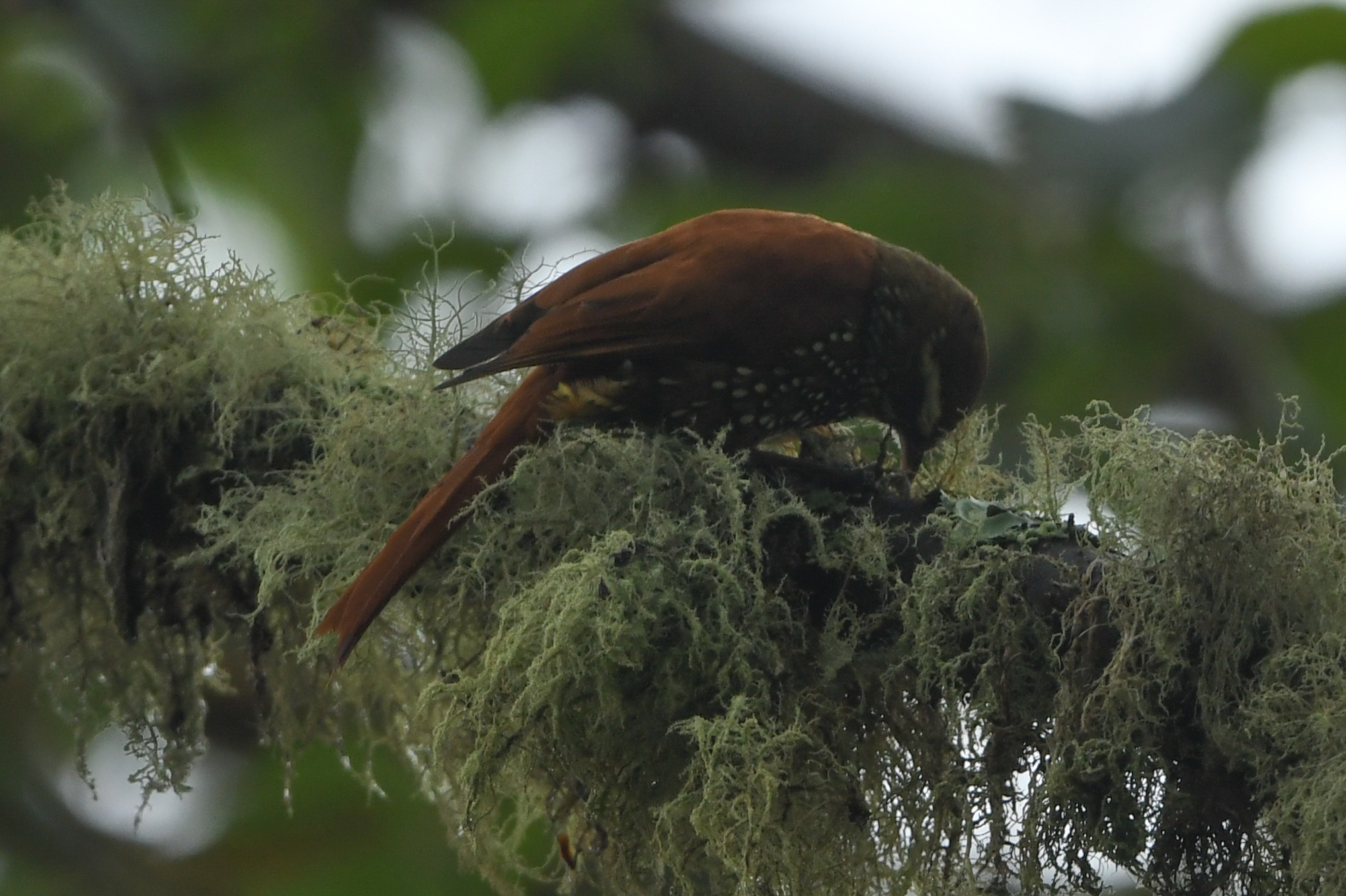 Pearled Treerunner (Margarornis squamiger), photo 8