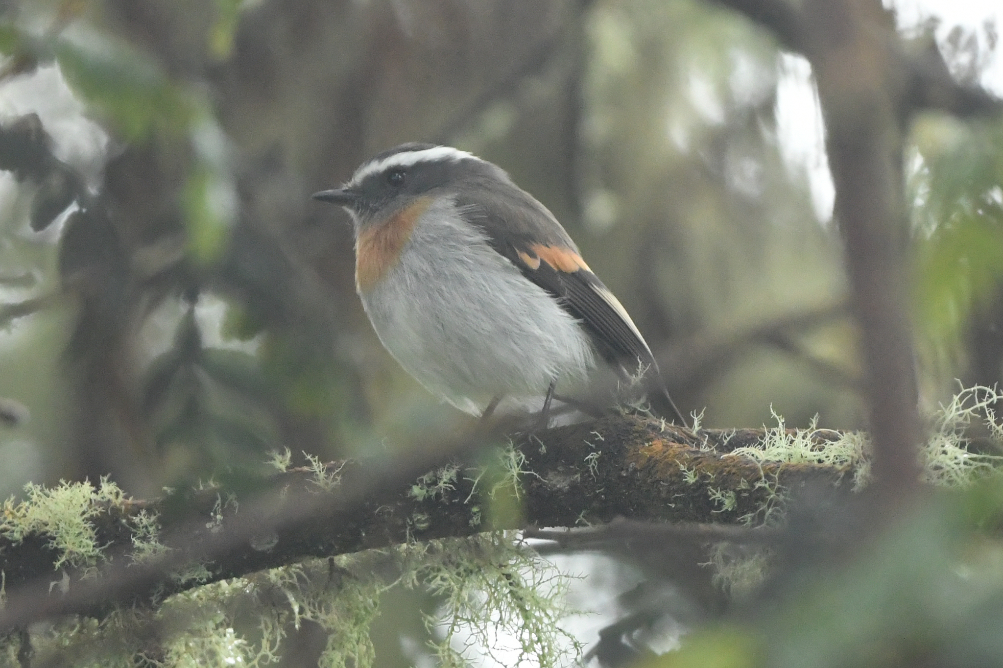 Rufous-breasted Chat-Tyrant (Ochthoeca rufipectoralis), photo 6