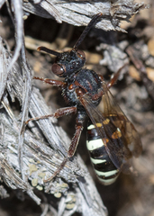 Nomada vicina