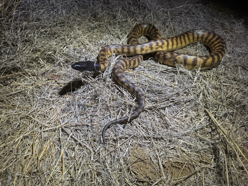 Black-headed Python sighting
