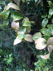 Puccinia myrsiphylli