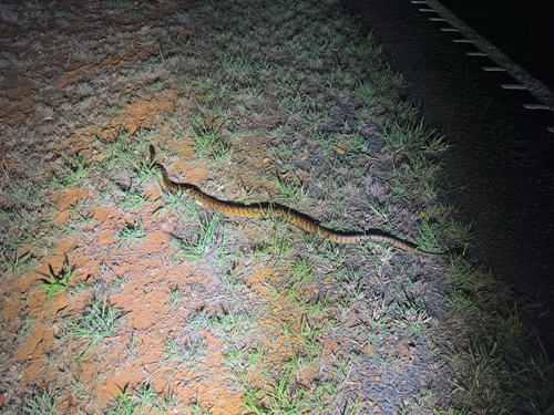 Black-headed Python sighting