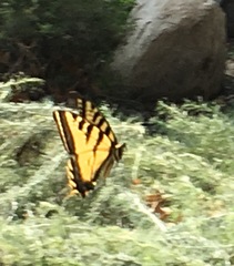Papilio rutulus