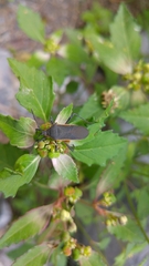 Staluptus marginalis