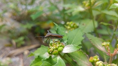 Staluptus marginalis