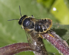 Megachile relativa
