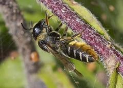 Megachile relativa