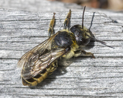 Megachile relativa