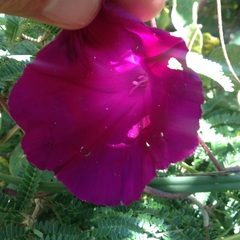 Ipomoea orizabensis