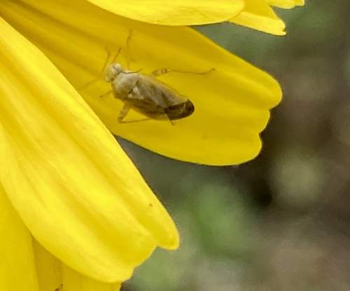 iNaturalist observation photo of Broken-backed Bug
