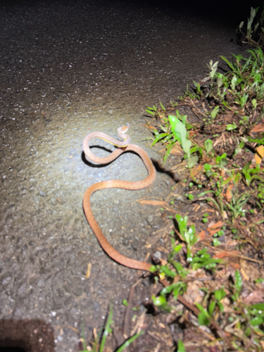 Brown Tree Snake sighting