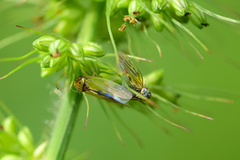 Megophthalminae