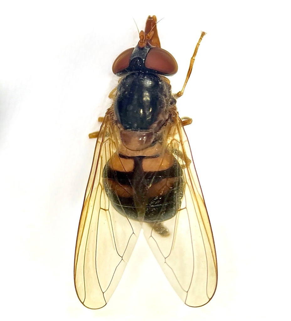 Rhingia nasica thumbnail