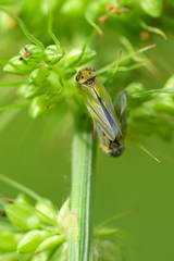 Megophthalminae