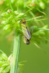 Megophthalminae