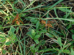 Polistes apachus texanus