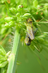 Megophthalminae