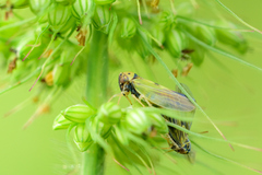 Megophthalminae