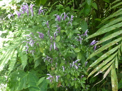 Poikilacanthus macranthus