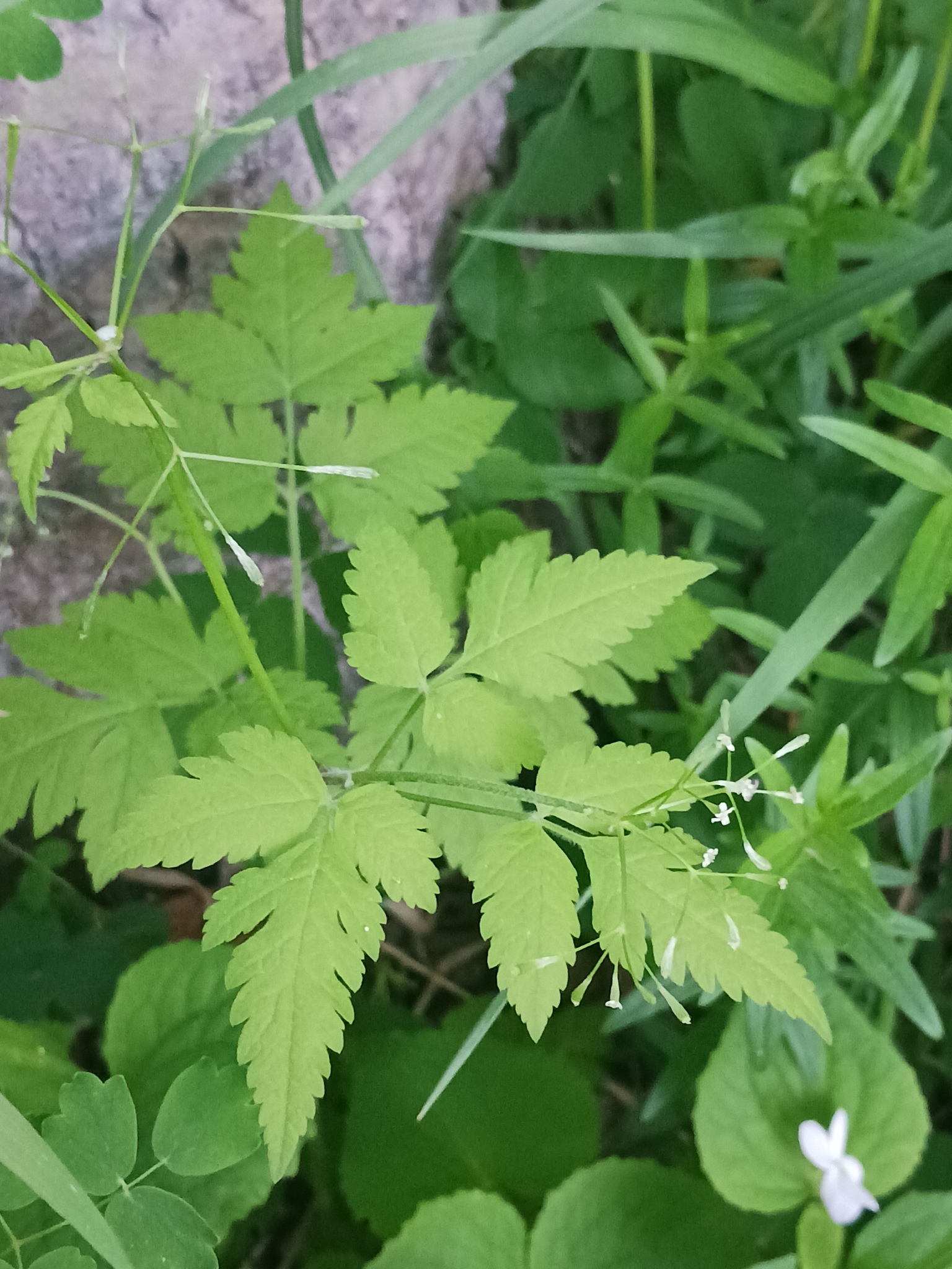 Osmorhiza depauperata