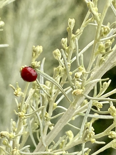 iNaturalist observation photo of Spotless Lady Beetle