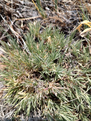 Yeti phlox (Phlox solivaga)