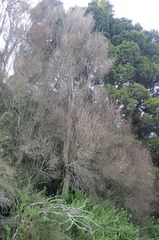 Olearia fragrantissima